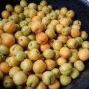 감자바우민박 이미지