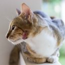 연두동물병원 이미지