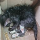 사파동225 이미지