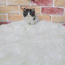 우니캣 | 부산경남 고양이분양 우니캣 추가금ｘ기본용품증정 역대급 신입생 페르시안 먼치킨 브리티쉬 등