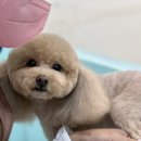 멍블리즈 이미지