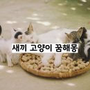 개꿈꾸는 고양이 이미지