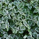 사포마을 이미지