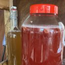 스코비아일랜드 이미지