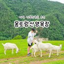 알프스산양목장 | 강원도 태백 가볼만한곳 몽토랑산양목장 체험 후기