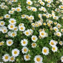 홍천중앙시장 이미지