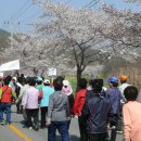 자양벚꽃100리길 이미지