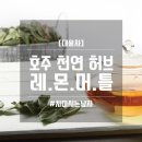 [대용차] 호주 레몬머틀 (천연허브) 건엽/티백 이미지