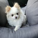 멍앤미 | 세종 멍앤미 | 나성동 강아지 유치원 | 반려동물 호텔링, 소심한 강아지 등원 내돈내산