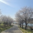 (주)동산 | [계양구 나들이] 4월 8일 실시간 답사!! 아라뱃길 매화동산 방문 후기!! (이번 주 만개할 듯)