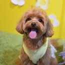 라떼펫살롱 이미지