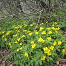 The Old Oak 이미지