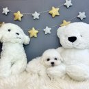 애견아롬샵 이미지