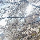 지형이네 능이 닭 백숙 | 호평동 참능이백숙 | 호만천 벚꽃 걷고 들어간 능이오리닭백숙 후기