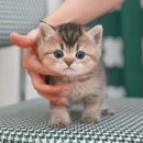 해피고양이분양 이미지