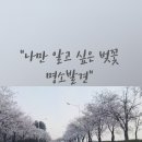 민주화운동기념공원 | [꽃길] 뜻밖의 벚꽃 선물 : 민주화운동기념공원