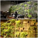 통일로1267번길 | 고양 단풍 카페 은행나무가 열일하는 옐로커피