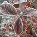 여명농장 이미지