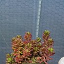 이쁜포리 이미지