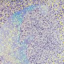 원광대학교 동서보완의학대학원 이미지