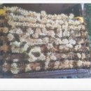 부자양봉원 이미지