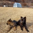 셰퍼트 분양 이미지