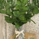 식물 인테리어 | 미아플라워 루스커스 후기｜오래 볼 수 있는 인테리어 식물🪴