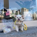 멍냥까까 이미지