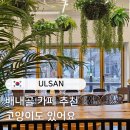 토르첼로 | 울산울주대형카페 토르첼로 고양이숲과 계곡이 있는