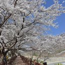 블루25 진성 이미지