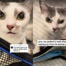 고양이집사 이미지