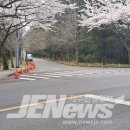 지도 왕벚나무길 이미지