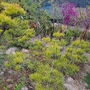 천국나무농원 이미지