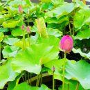 💛문수💛 동글동글 감자를 캐요 🥔🥔&amp; 문해력) 감자를 관찰해요 &amp; 장구- 장구도깨비 🎵🎶 이미지