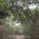 동백동산 | 제주 선흘리 동백동산 후기, 여름엔 가지마세요 (이유 있음)