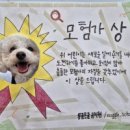 똥강지 이미지