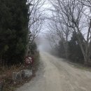 장꽁(카멜리아) 이미지