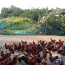 토종농장 이미지