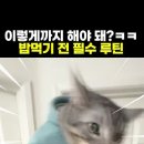 냥 이미지
