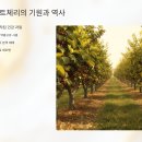 의성우수카 | 타트체리 효능과 부작용, 수면 개선 진짜일까