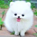 예쁜강아지 이미지