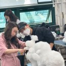 HS빌딩 | 국비로 시작한 애견미용 배우기 HS평생교육원 후기