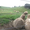 푸른솔목장 이미지