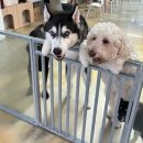 프로네앞마당 이미지