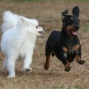 깐쵸네 애견서비스 이미지