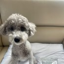 동남덴탈 | 누터스가든 견생비책 덴탈가드 강아지 치석제거 덴탈껌