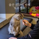 #181 | #181 📍 울산 울주군 ‘토르첼로’ 고양이카페 후기 / 경북 카페 추천 / 계곡뷰에 냥이까지 완벽했던 곳...