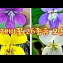 제비꽃 26종을 구별하는 핵심 / 싸돌맨 동영상 이미지