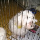 말티네 집 이미지