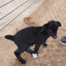 아기염소 | 아이랑 청도 여행 - 청도아기염소체험농장 - 고트힐 후기